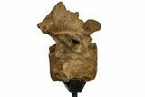 Pachycephalosaur Dorsal Vertebra - South Dakota #113637-1